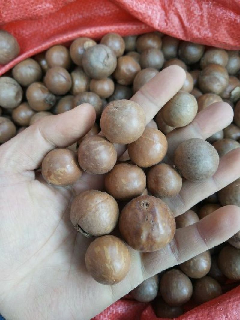 夏威夷果带壳