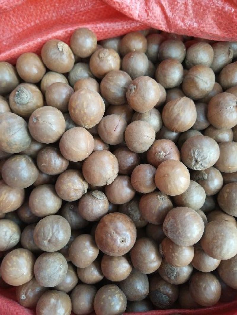 夏威夷果带壳