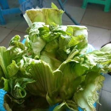 青菜15~20cm
