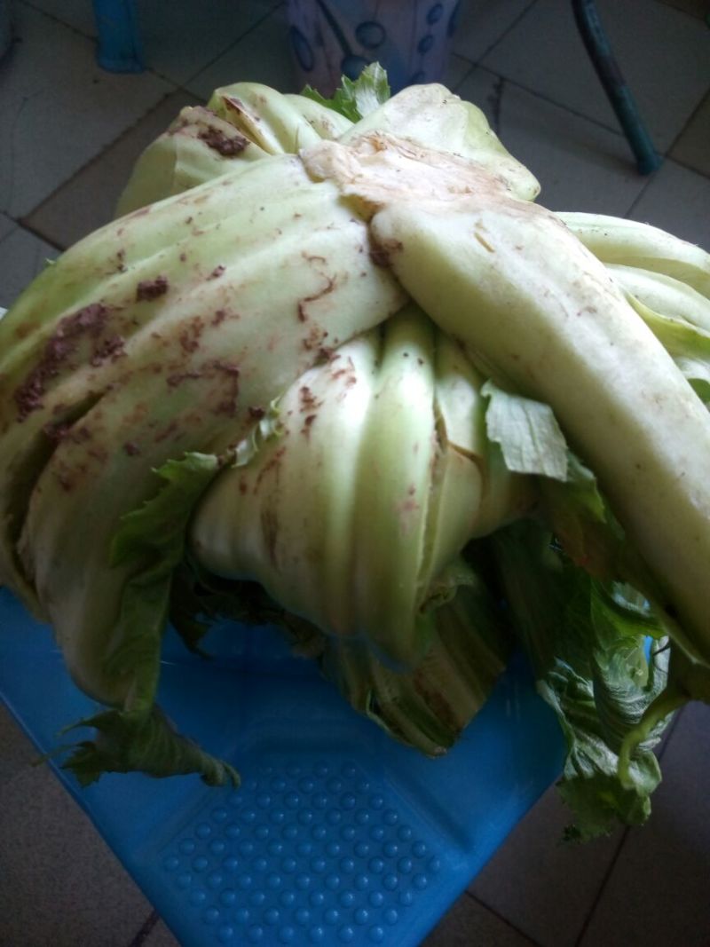 青菜15~20cm