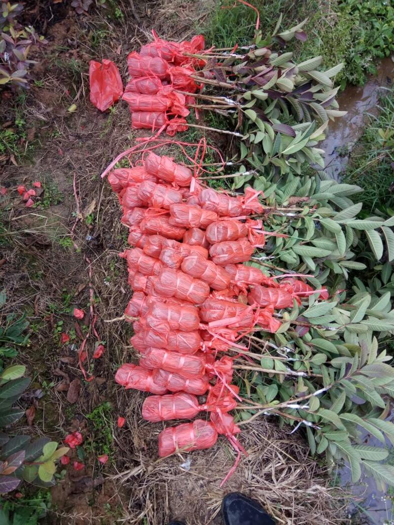 西瓜番石榴苗30~50cm