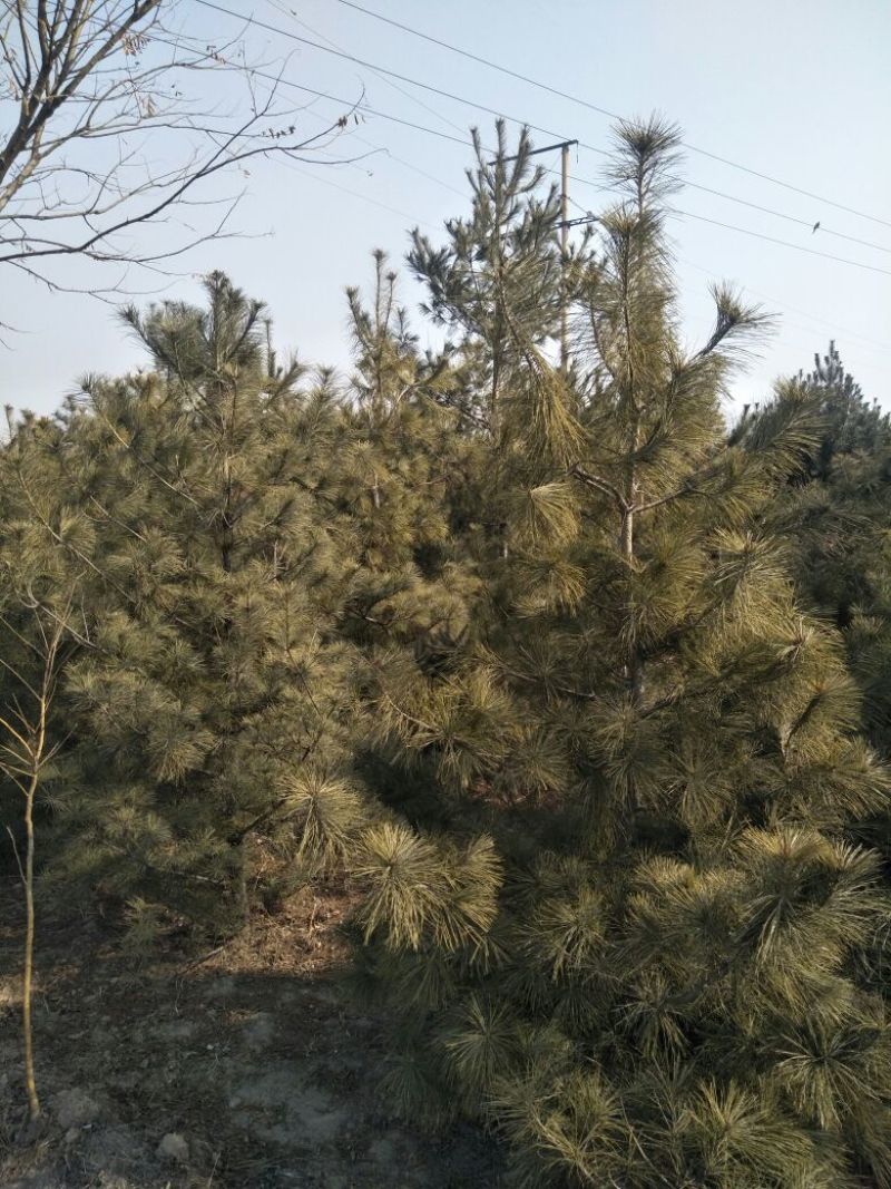 华山松3.5~4m