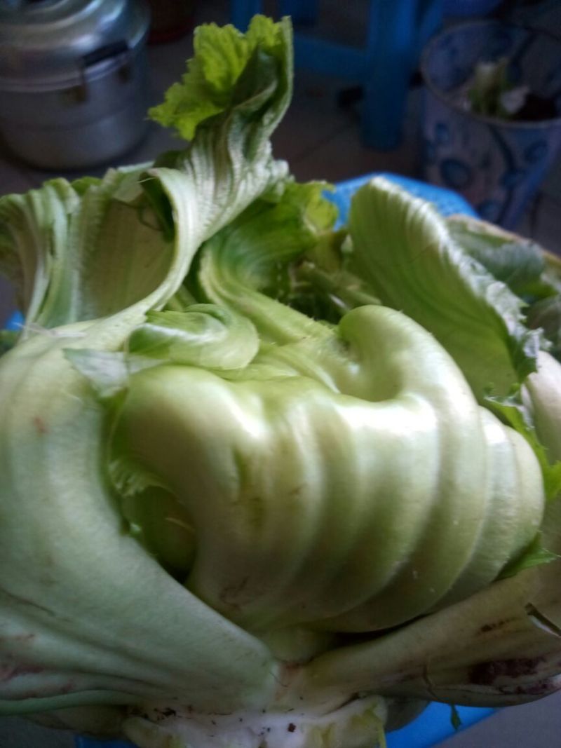 塔菜9两以上