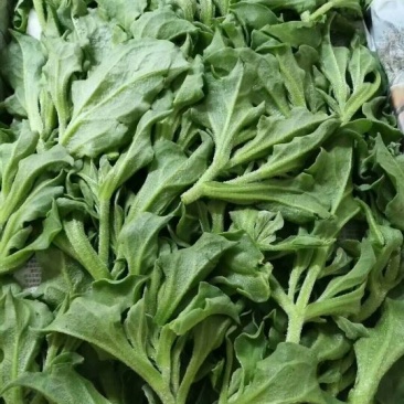 【有好货】非洲冰草冰菜基地直供现摘现卖山东特菜批发