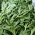 【有好货】非洲冰草冰菜基地直供现摘现卖山东特菜批发