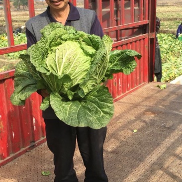 青杂三号白菜4~6斤净菜