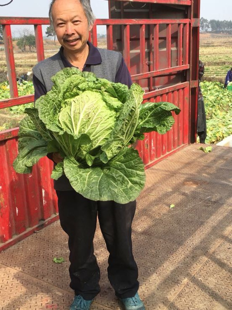 青杂三号白菜4~6斤净菜