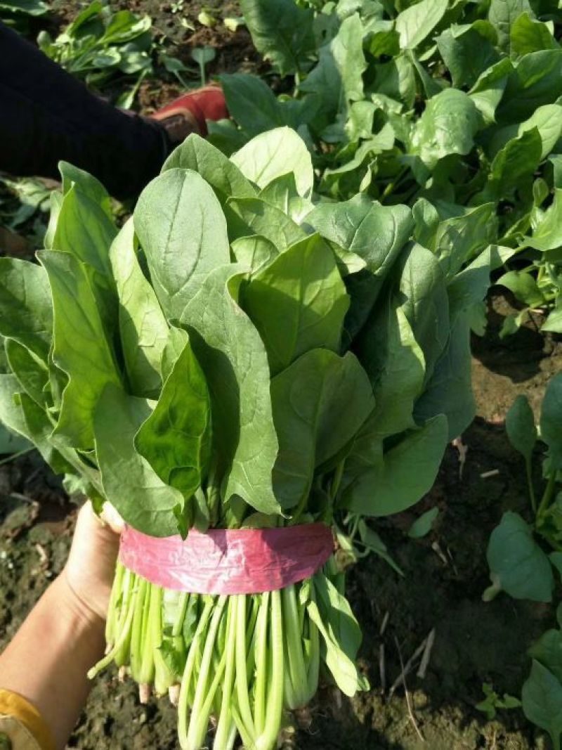 山东德州精品大叶菠菜黑叶菠菜提供各种包装