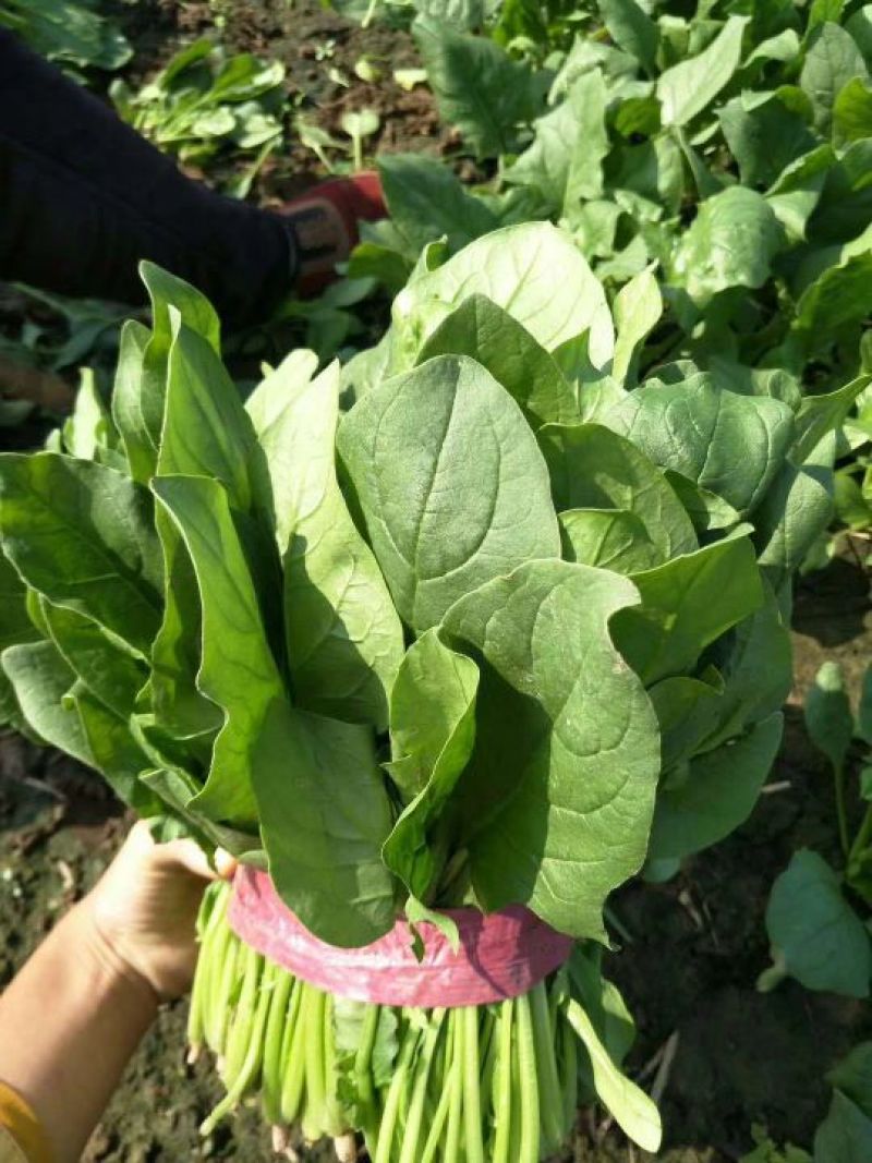 山东德州精品大叶菠菜黑叶菠菜提供各种包装