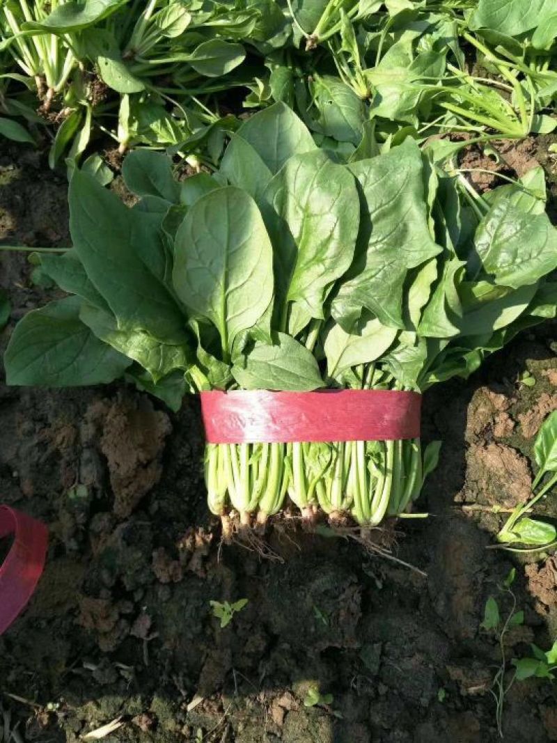 山东德州精品大叶菠菜黑叶菠菜提供各种包装