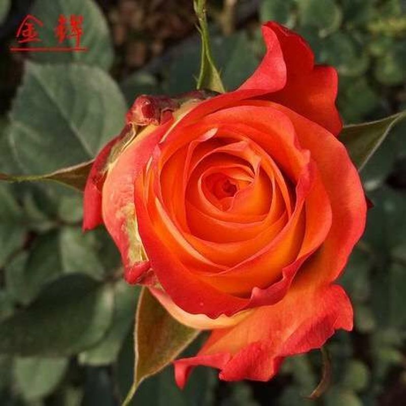 大花月季10~20cm