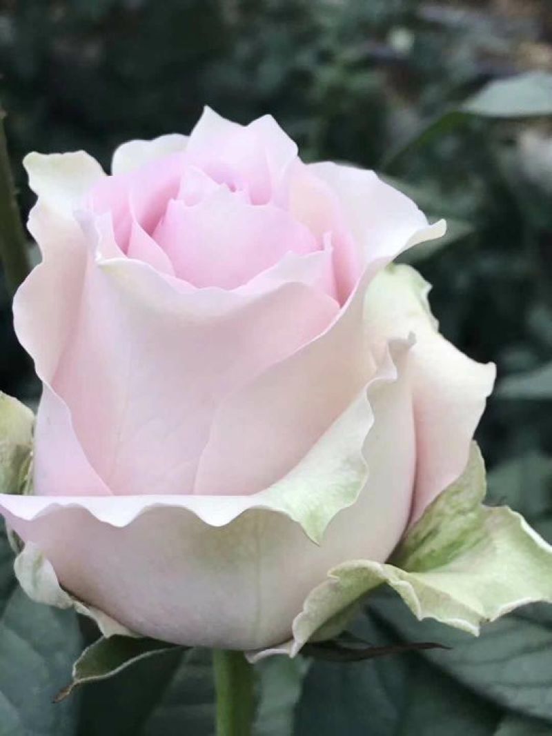 大花月季10~20cm