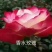 大花月季10~20cm