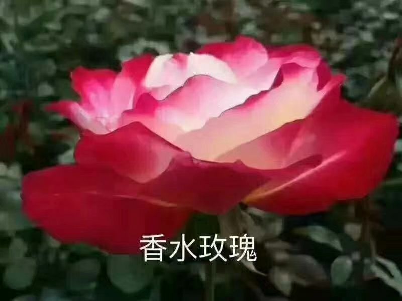 大花月季10~20cm