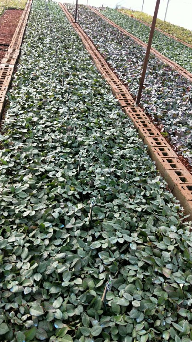 大花月季10~20cm