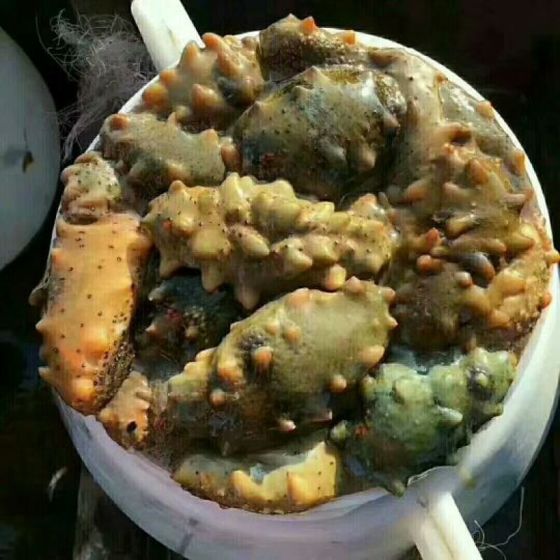 淡干海参