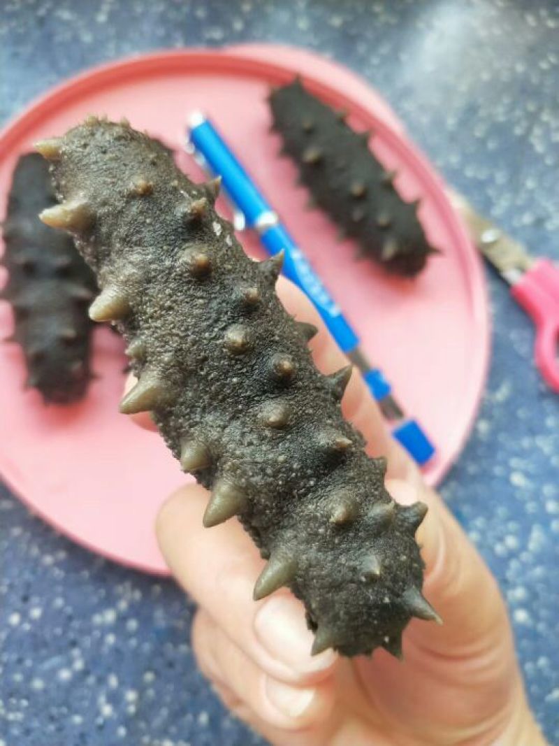 淡干海参