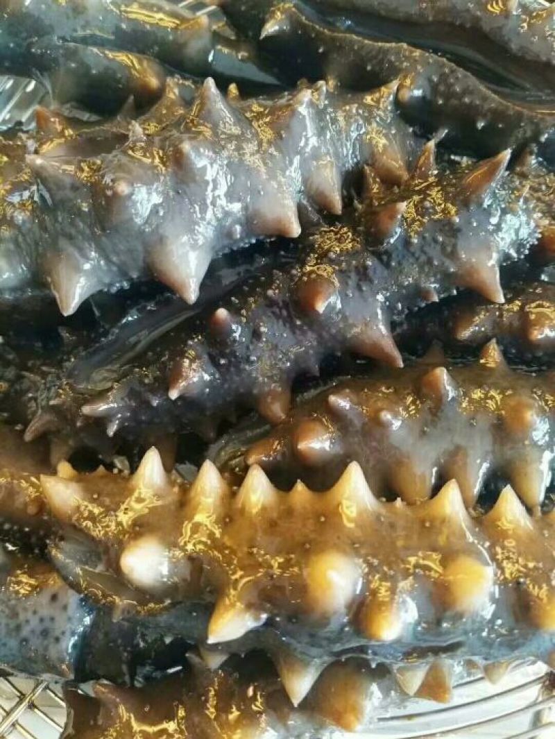 淡干海参