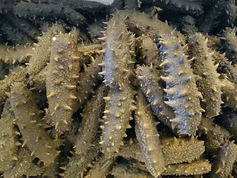 淡干海参