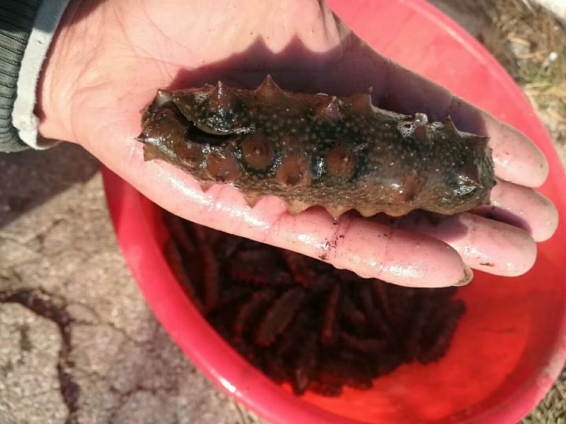 淡干海参