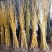 金枝槐2cm以下4cm以下1米以下