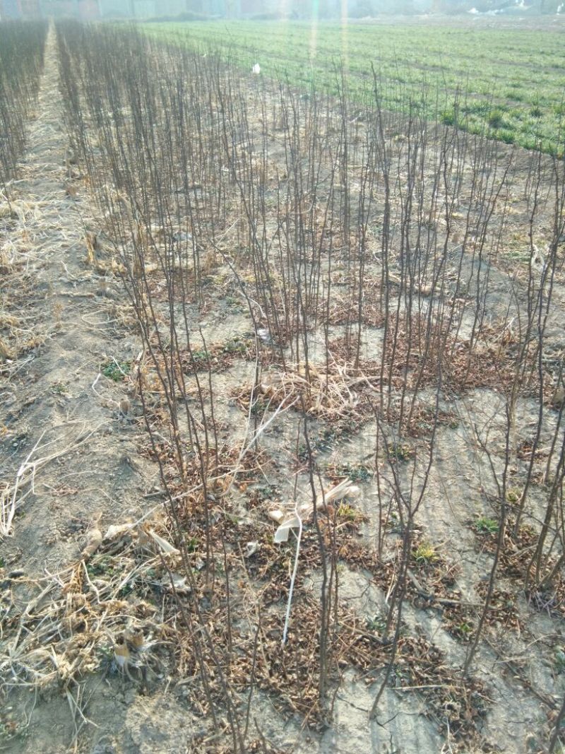 花椒苗0.5~1年