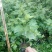 百香果苗10~20cm