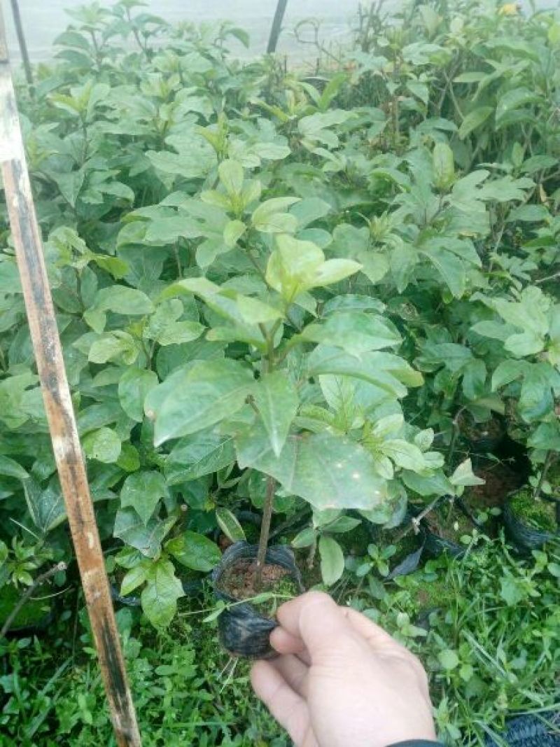 百香果苗10~20cm