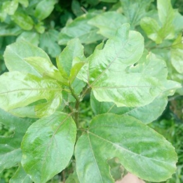 百香果苗10~20cm