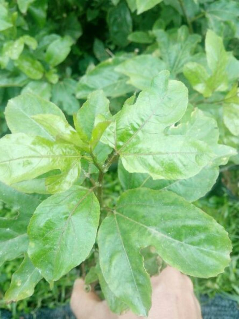 百香果苗10~20cm