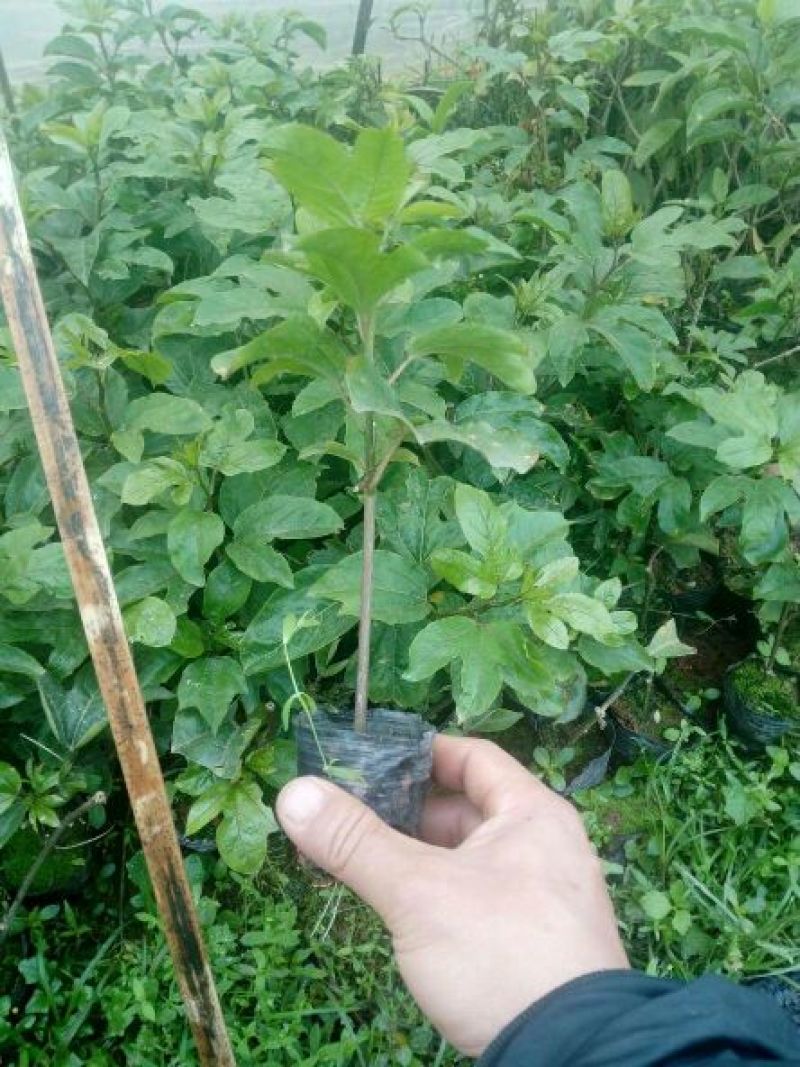 百香果苗10~20cm