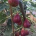 无花果苗10~20cm