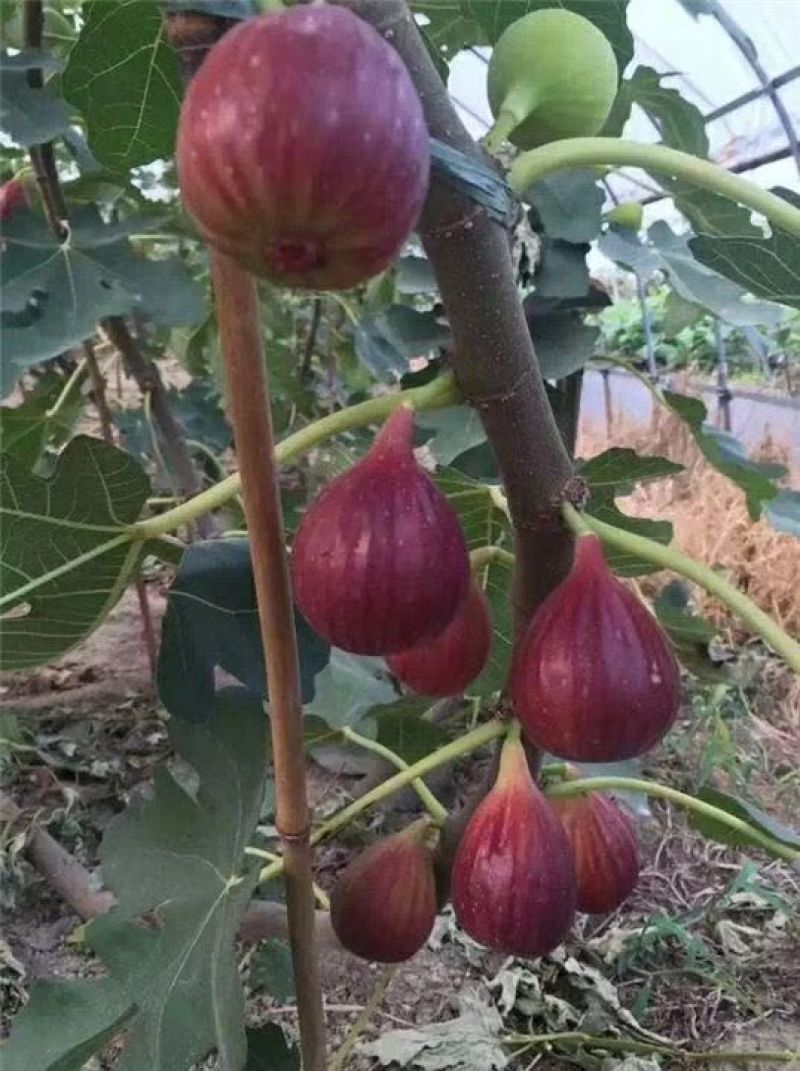 无花果苗10~20cm