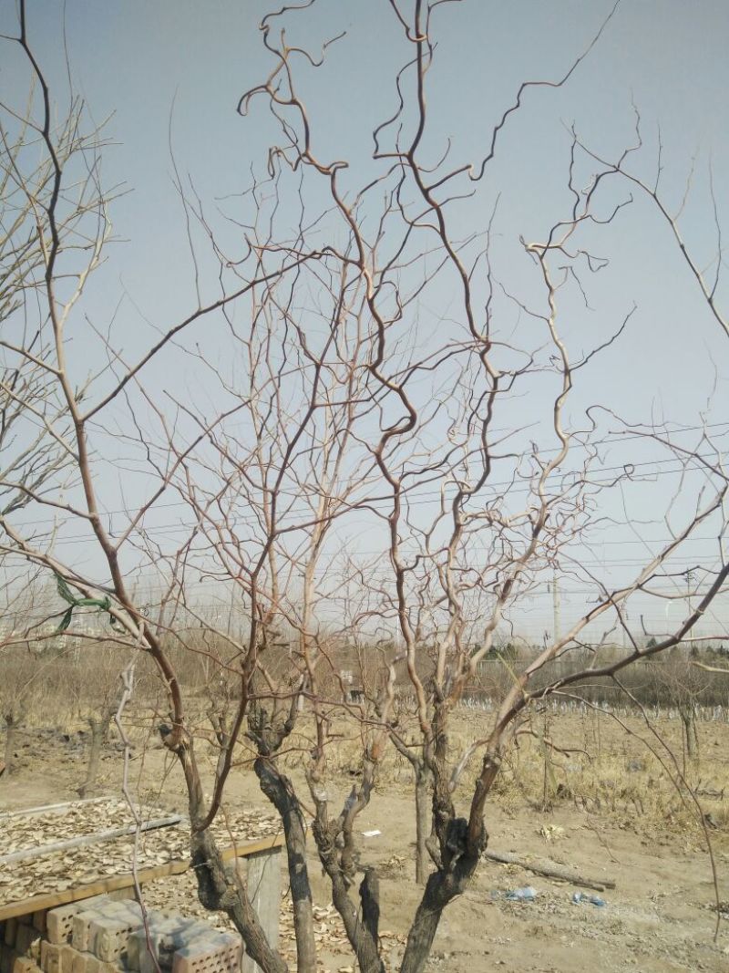 枣树12~14cm8~10cm