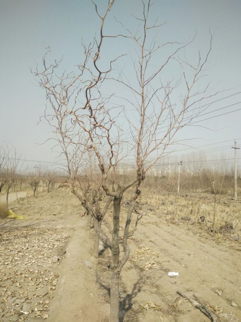 枣树12~14cm8~10cm