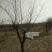 枣树12~14cm8~10cm