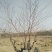 枣树12~14cm8~10cm