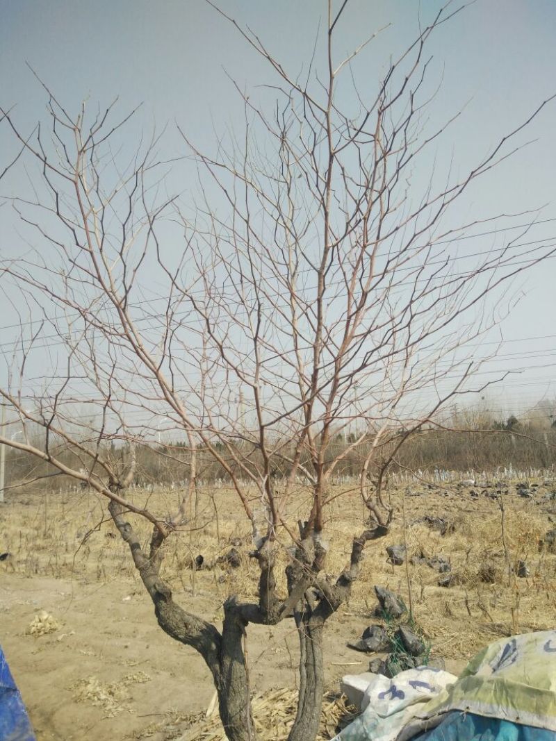 枣树12~14cm8~10cm