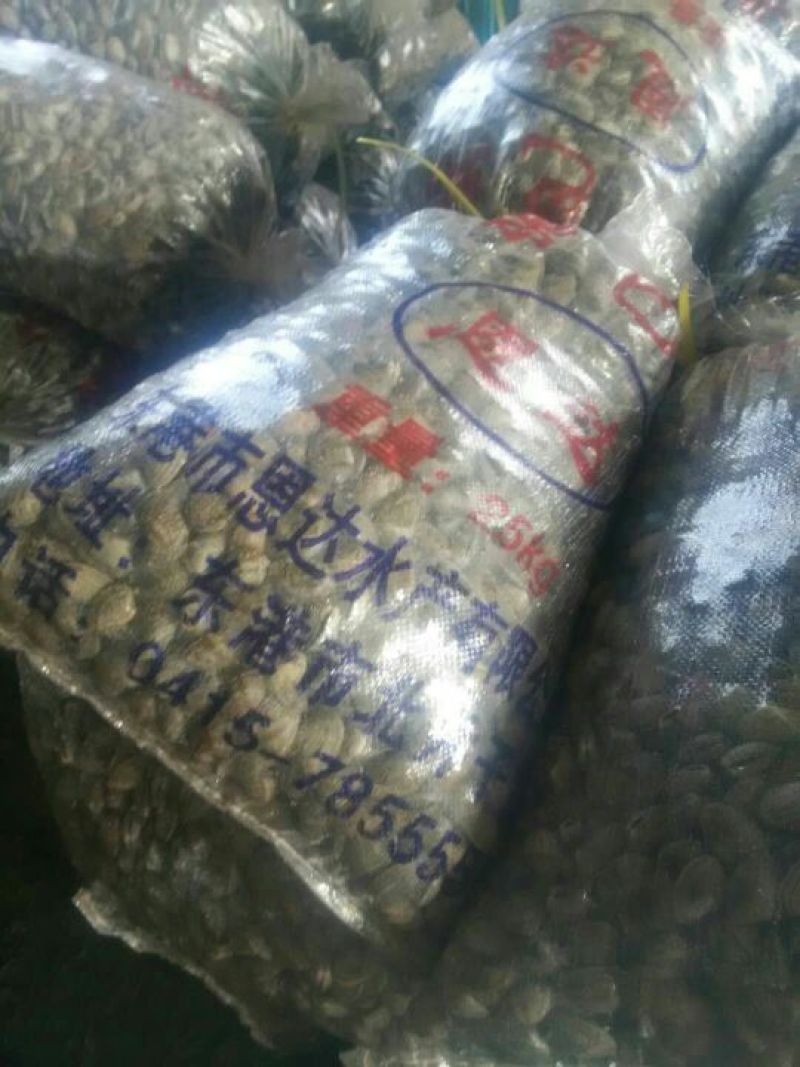 丹东东港，花蛤，杂色蛤，花蚬子，价低味美