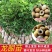 龙眼树苗50~80cm