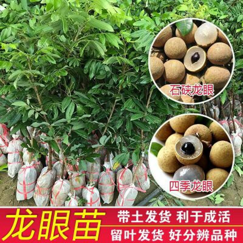 龙眼树苗50~80cm