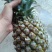 凤梨苗菠萝苗