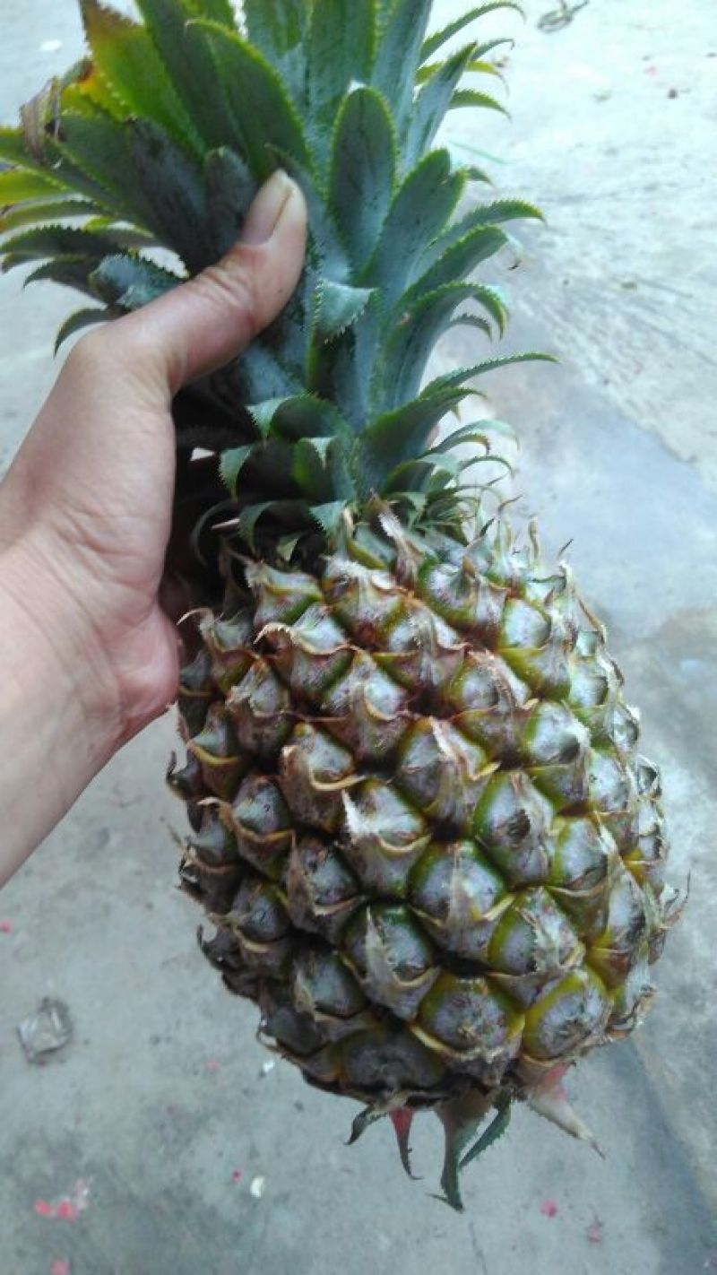 凤梨苗菠萝苗