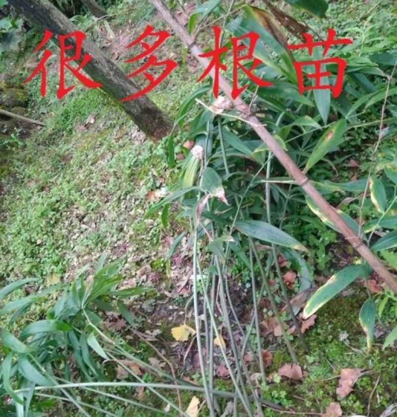 黄精种子，去皮净籽