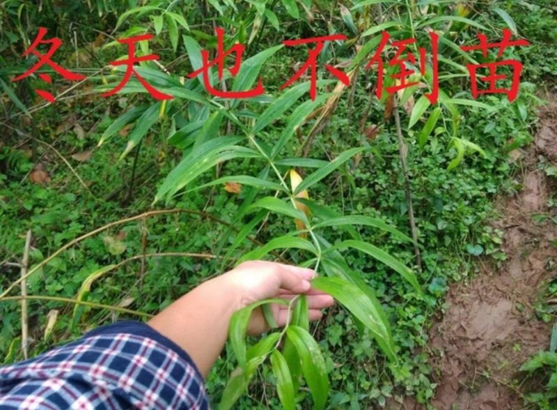黄精种子，去皮净籽