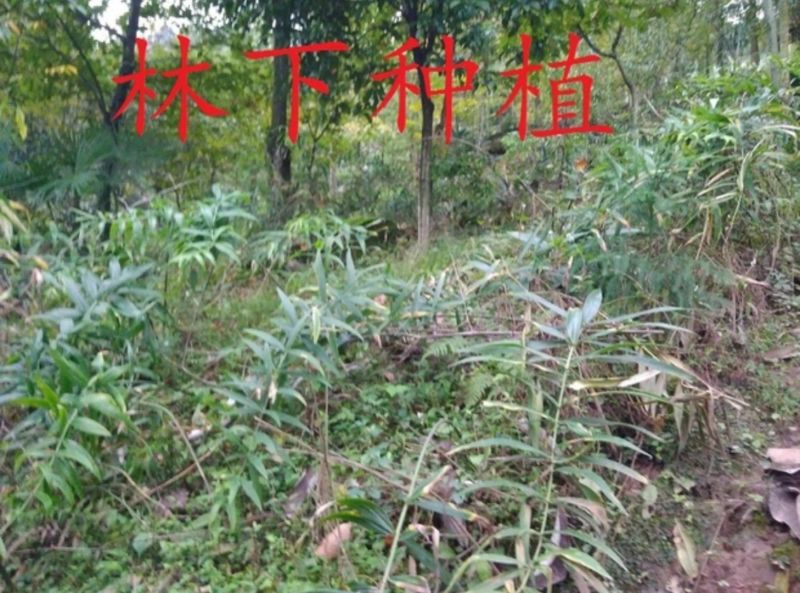 黄精种子，去皮净籽