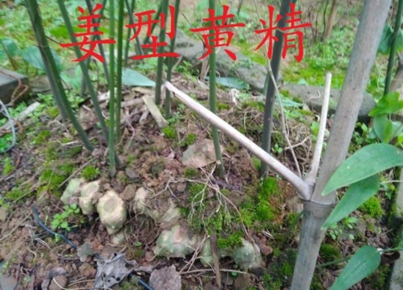 黄精种子，去皮净籽