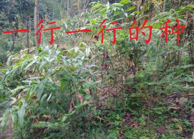 黄精种子，去皮净籽
