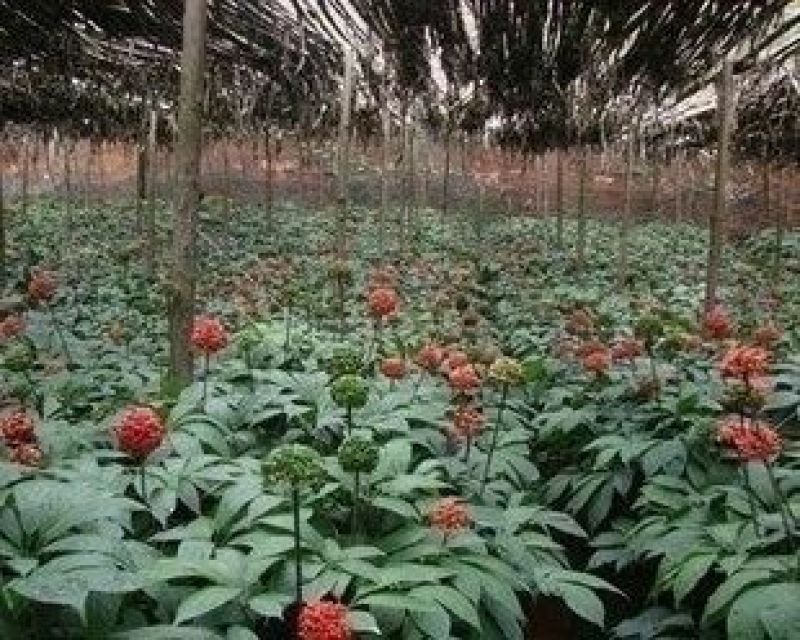 三七种子