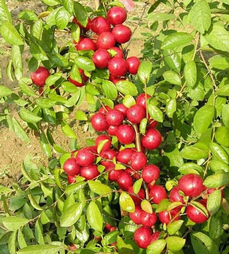 钙果苗30~50cm1年